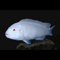 socolofi albino5